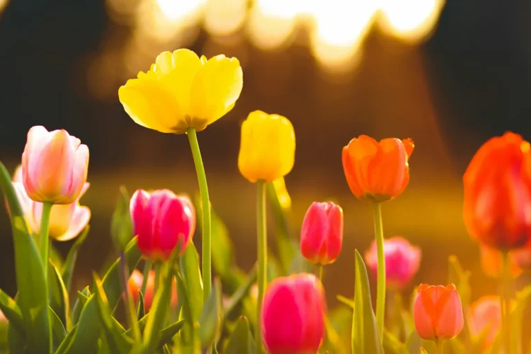 El color de las flores y su significado guía para acertar con cada regalo