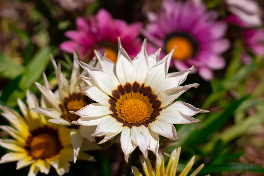 ¿Por qué es importante el color de las flores al hacer un regalo?